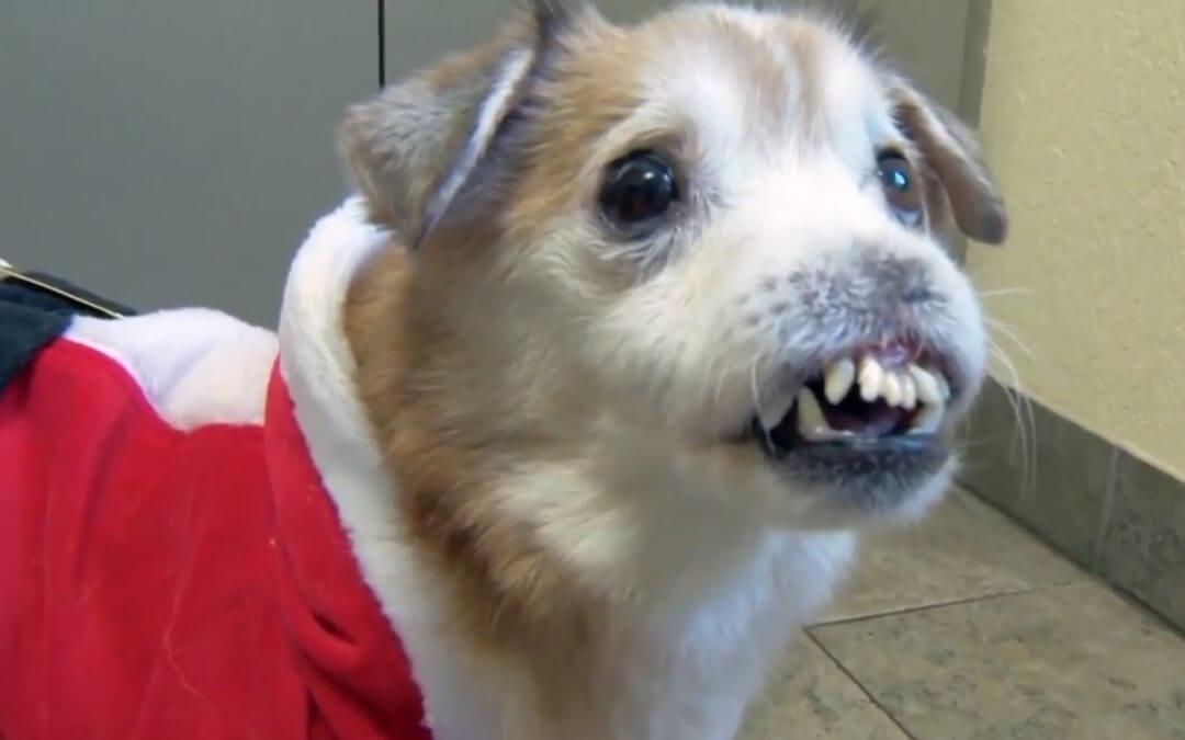 Sniffles is a Dog Without a Nose Looking for a Home