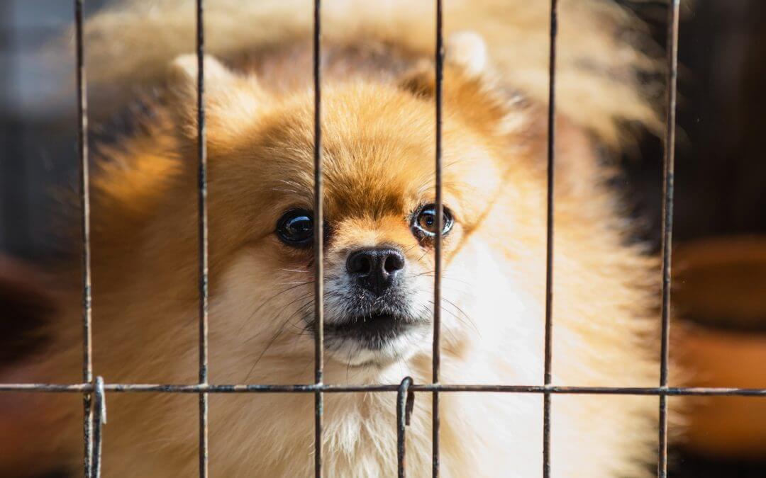 Dog behind bars.
