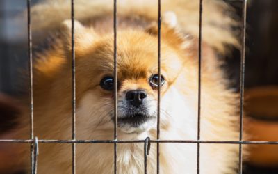 Royal Oak Banning Pet Stores From Selling Dogs, Cats
