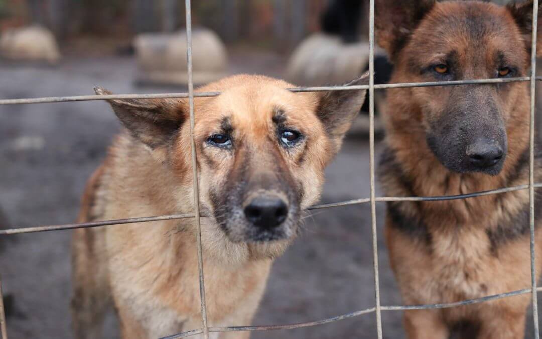 Over 165 Neglected German Shepherds Rescued From Georgia Property