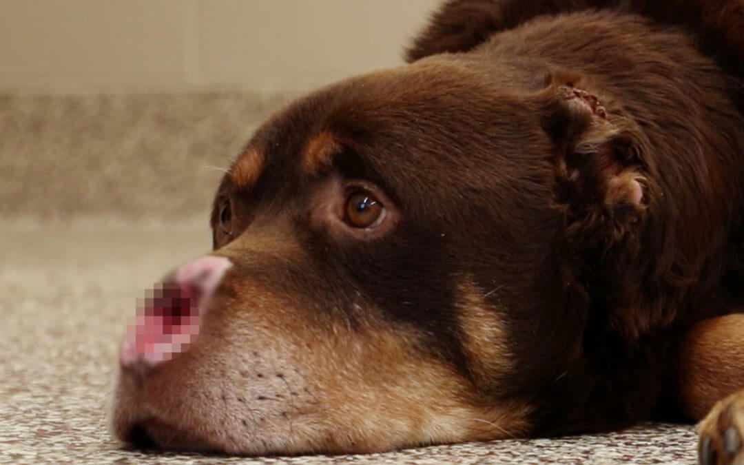 Michigan Humane-drafted bills protecting victims of animal cruelty and neglect pass House, head to Senate