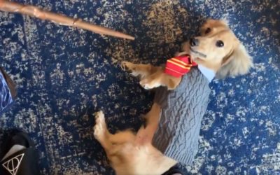 Woman Gives Her Dog Commands in Harry Potter Spells