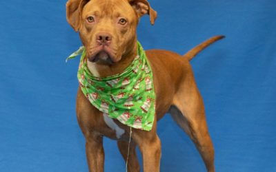 Alexander Gerth Pleads No Contest in Killing of Dog, Sterling, Found in Utica