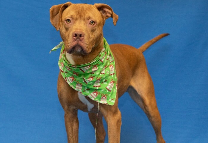 Sterling was a dog adopted out of the Michigan Humane Society and found dead in Utica.