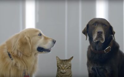 Watch the Super Bowl Commercials That Had Dogs