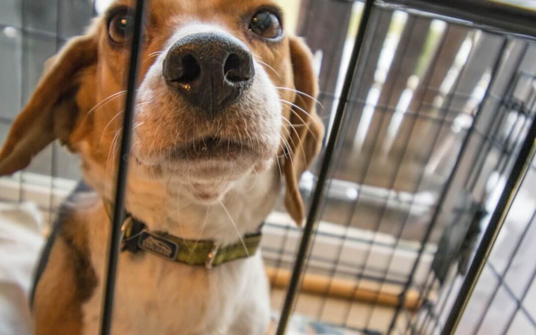 How to Crate Train Your Dog