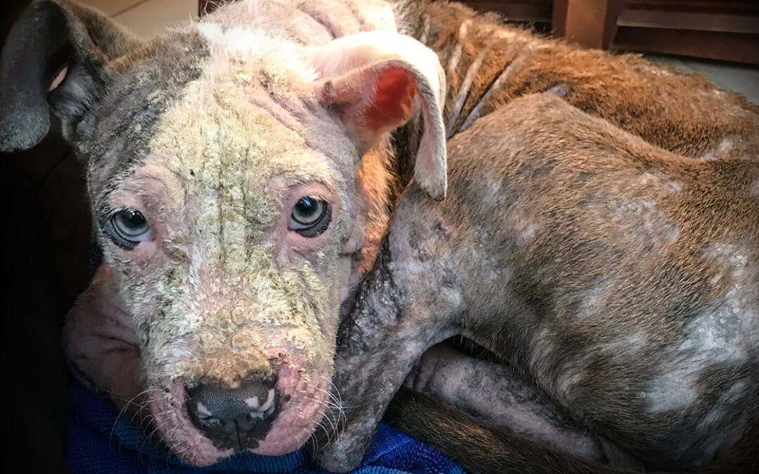 MHS CEO: Mandatory Spay and Neuter of Dogs in Detroit Will Only Compound the Problem