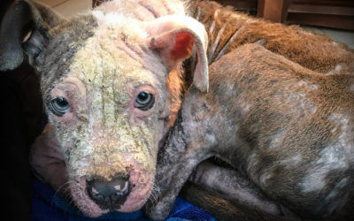 MHS CEO: Mandatory Spay and Neuter of Dogs in Detroit Will Only Compound the Problem