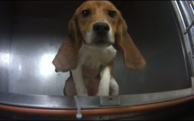 Protecting Animals in Research