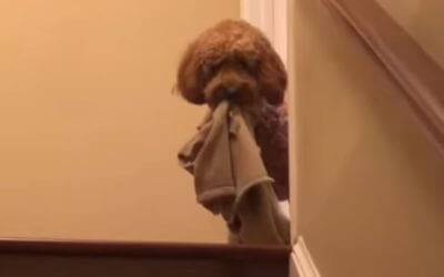 Dog Brings Toys to Bed Every Night