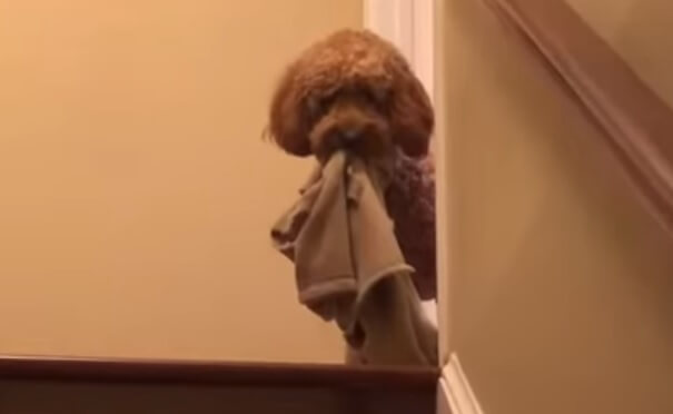 Dog Brings Toys to Bed Every Night