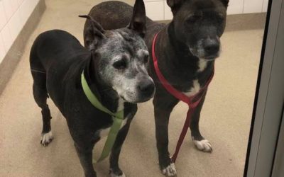 Pair of Senior Dogs Abandoned at Allen Park Petco