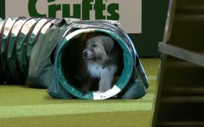 Dog Fails An Agility Course But He’s Still a Very Good Boy