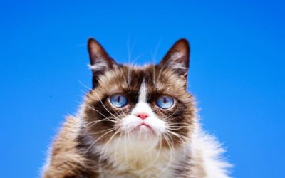 Viral Star Grumpy Cat Has Died