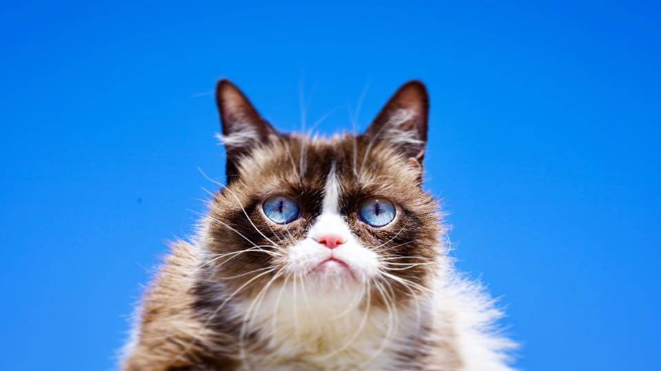 Viral Star Grumpy Cat Has Died