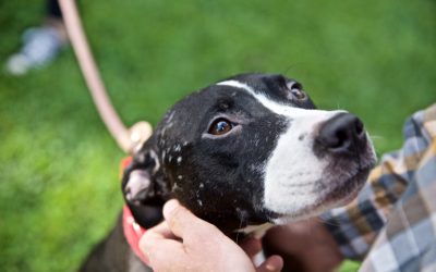 Dog Fighting Survivors Find Second Chance