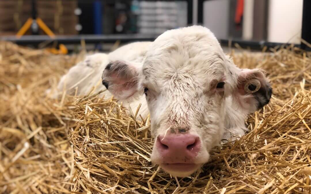 Michigan Humane Saves Baby Calves