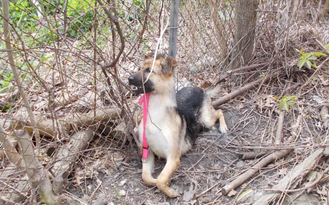 German Shepherd Found Shot to Death in Detroit, $2500 Reward Offered for Leads