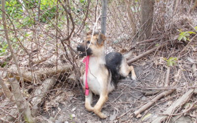 German Shepherd Found Shot to Death in Detroit, $2500 Reward Offered for Leads