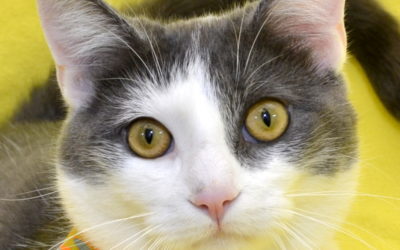 Cat Adoption Fees Are Waived May 24 and 25