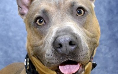 Dog Eyes Evolved to Look More Human According to Study