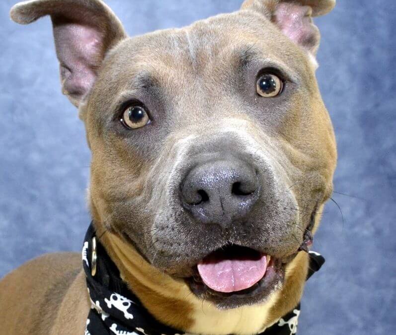 Dog Eyes Evolved to Look More Human According to Study