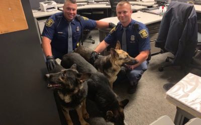 Three German Shepherds Found Along Lodge Freeway in Detroit