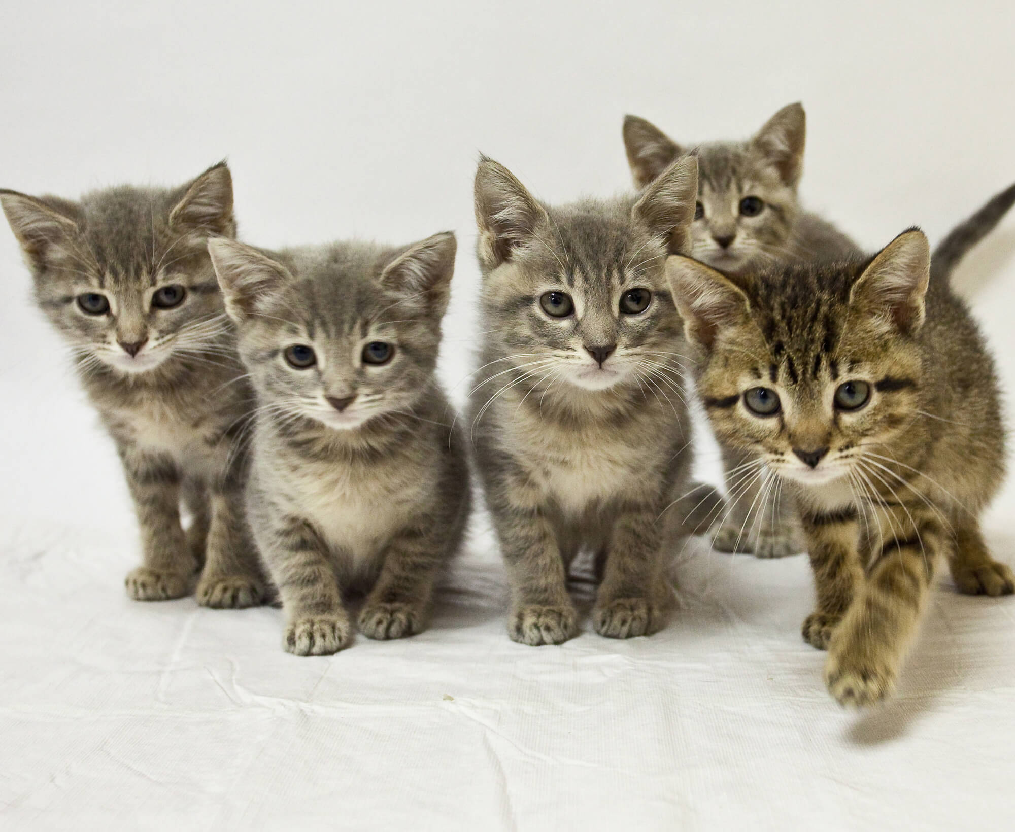 A litter of kittens.