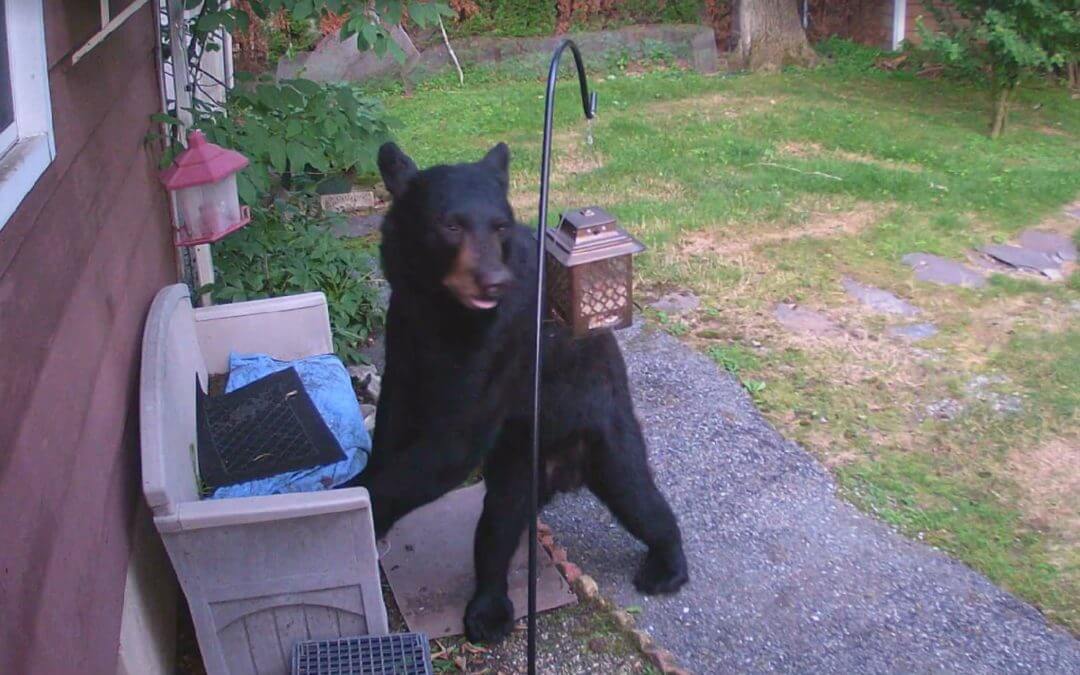Watch a Dog Chase a Bear Out of a Backyard