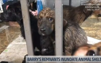 Shelter Forced to Evacuate Animals After Hurricane Barry Flooding