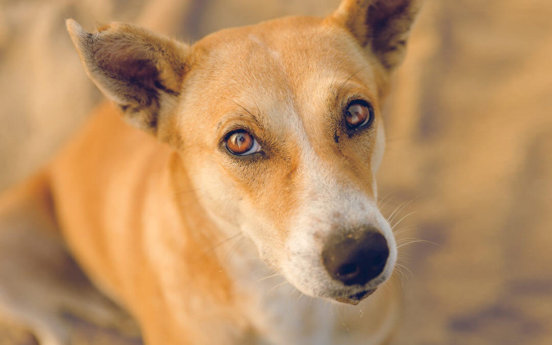 Keep Your Dog Safe During the Summer Heat Wave