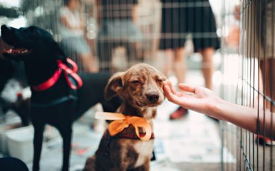 Michigan Humane’s Stance on Proposed Changes to Animal Welfare Act