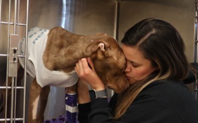 Denver Votes to Lift Ban on Pit Bulls