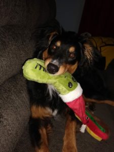 Lupie the dog adopted by a military veteran.