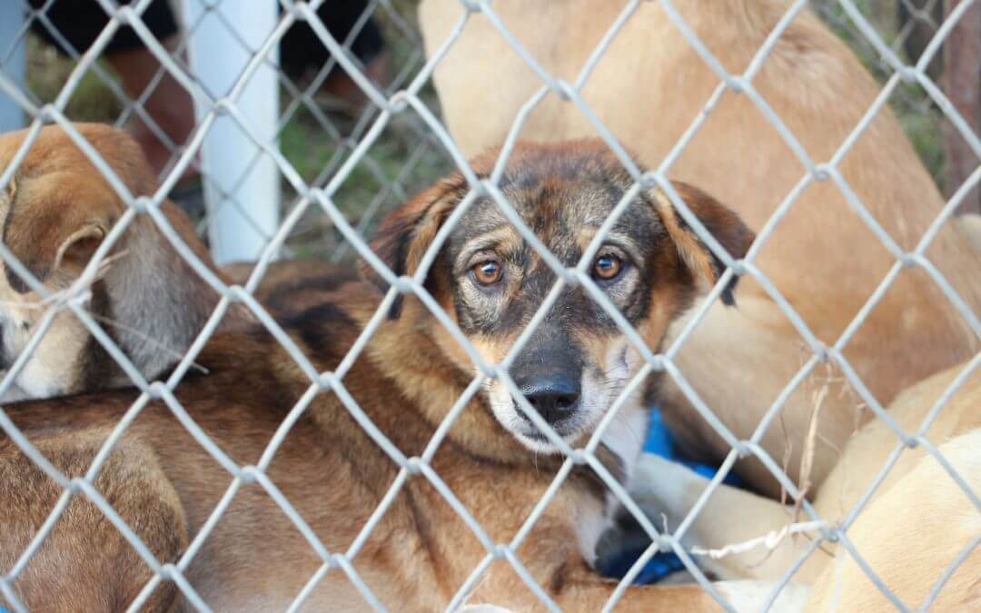 A dog inside a kennel.