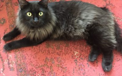 The Kibble: Newly Adopted Cat is More Than Just a Pet