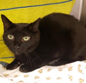 Christopher the cat.