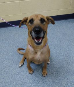 Dog available to adopt at the Michigan Humane Society.