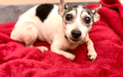 Florida Woman Reunites With Her Missing Dog After 12 Years