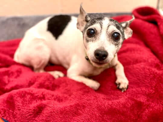 Florida Woman Reunites With Her Missing Dog After 12 Years