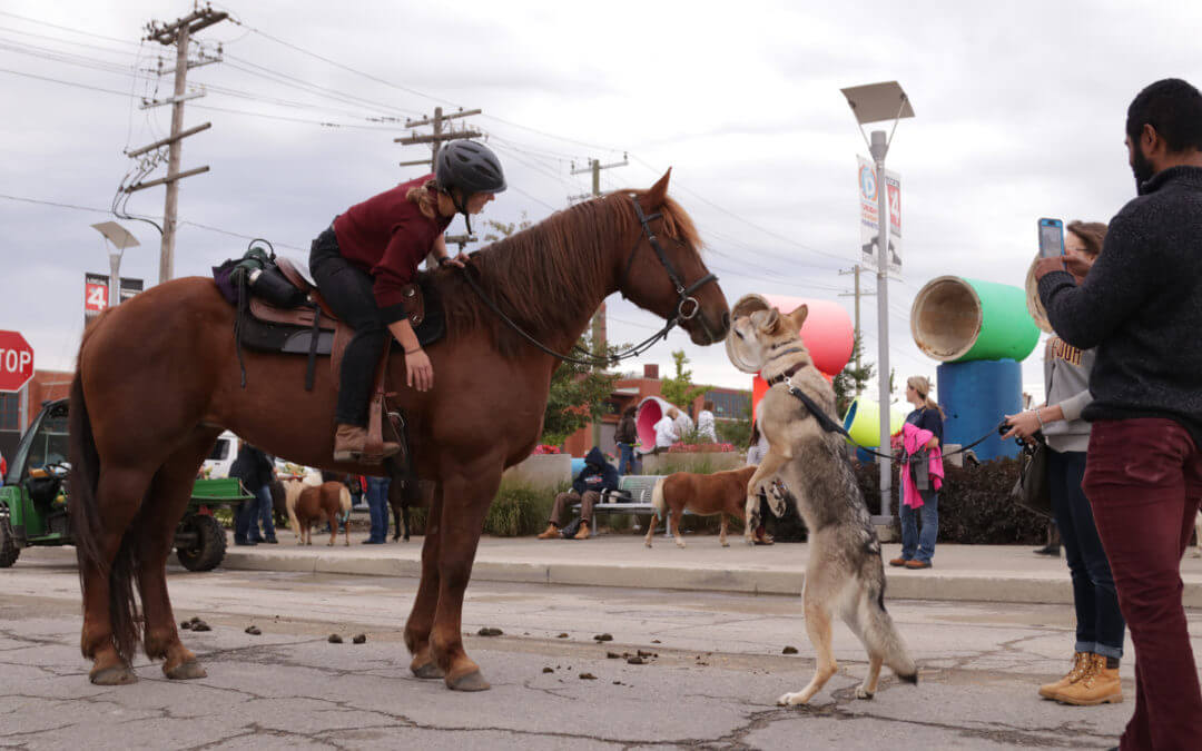 [Photos] First Ever Giddy Up Pup Strolls Through Detroit