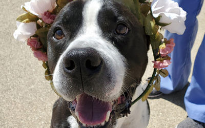 Meet 5 Underdogs at MHS on Subaru’s Make A Dog’s Day