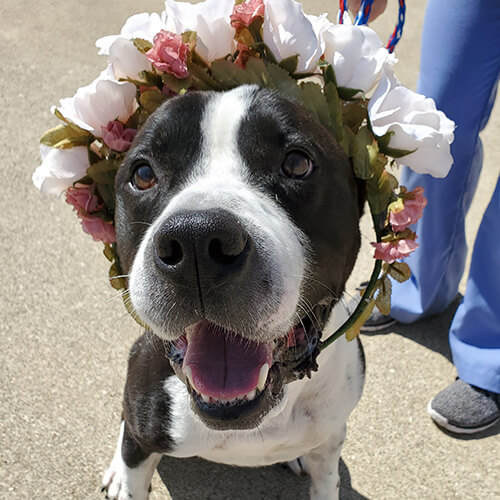 Meet 5 Underdogs at MHS on Subaru’s Make A Dog’s Day