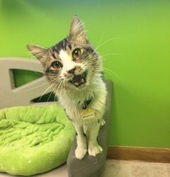 The Kibble: Anonymous Donor Supports MHS’ Feral Cats Program