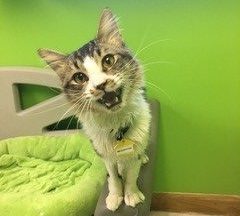 The Kibble: Anonymous Donor Supports MHS’ Feral Cats Program