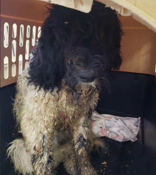 Dog from puppy mill in Hillsdale.