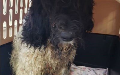 Office of the Inspector General Releases Audit on Federal Oversight of Dog Breeders