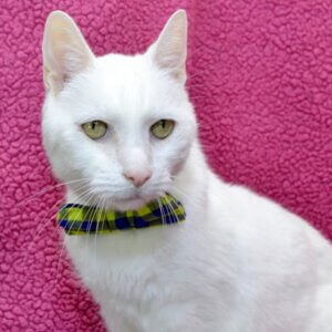 Robert Van Winkle the cat.