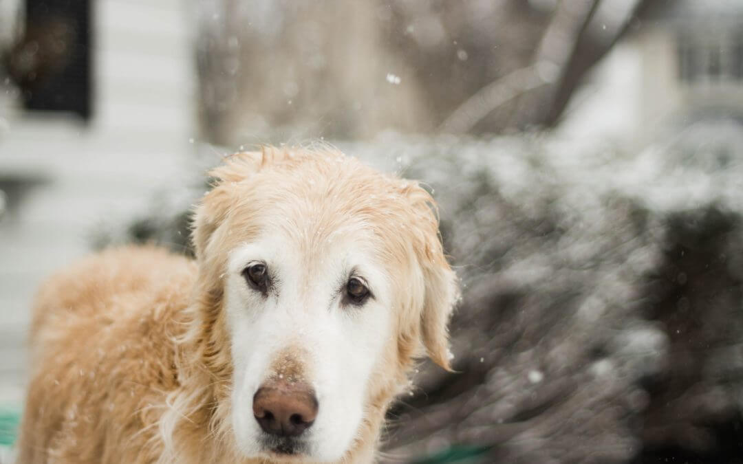 House Passes Bill to Make Animal Cruelty a Federal Crime But Has Limitations