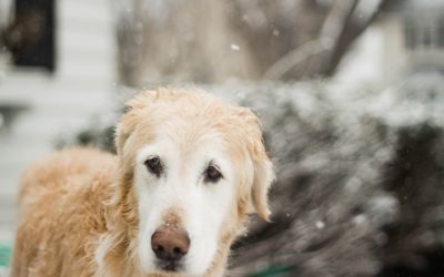 House Passes Bill to Make Animal Cruelty a Federal Crime But Has Limitations